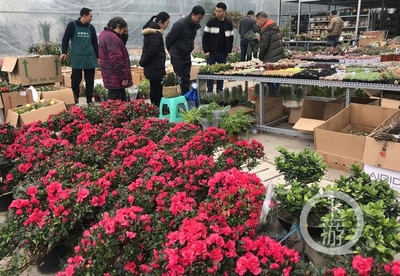 市民花市選“年貨” 春節(jié)花卉銷售火爆，禮品花卉走俏市場